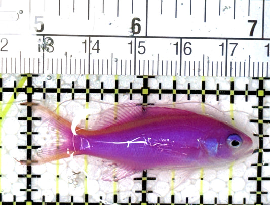 Purple Queen Anthias (Cebu) PQA121501 WYSIWYG Size: M 2" approx