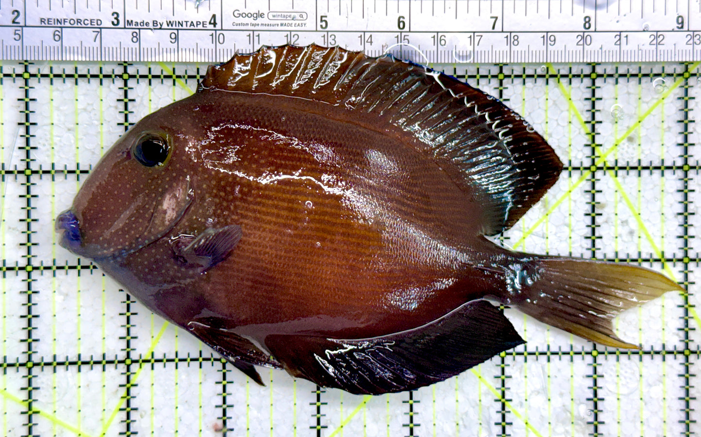 Yellow Eye Kole Tang (Spotted) YEKT122101 WYSIWYG Size: XXL SHOW 6.5"