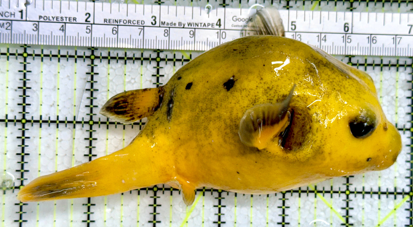 Golden Pufferfish Male GPM122101 WYSIWYG Size: L 6"