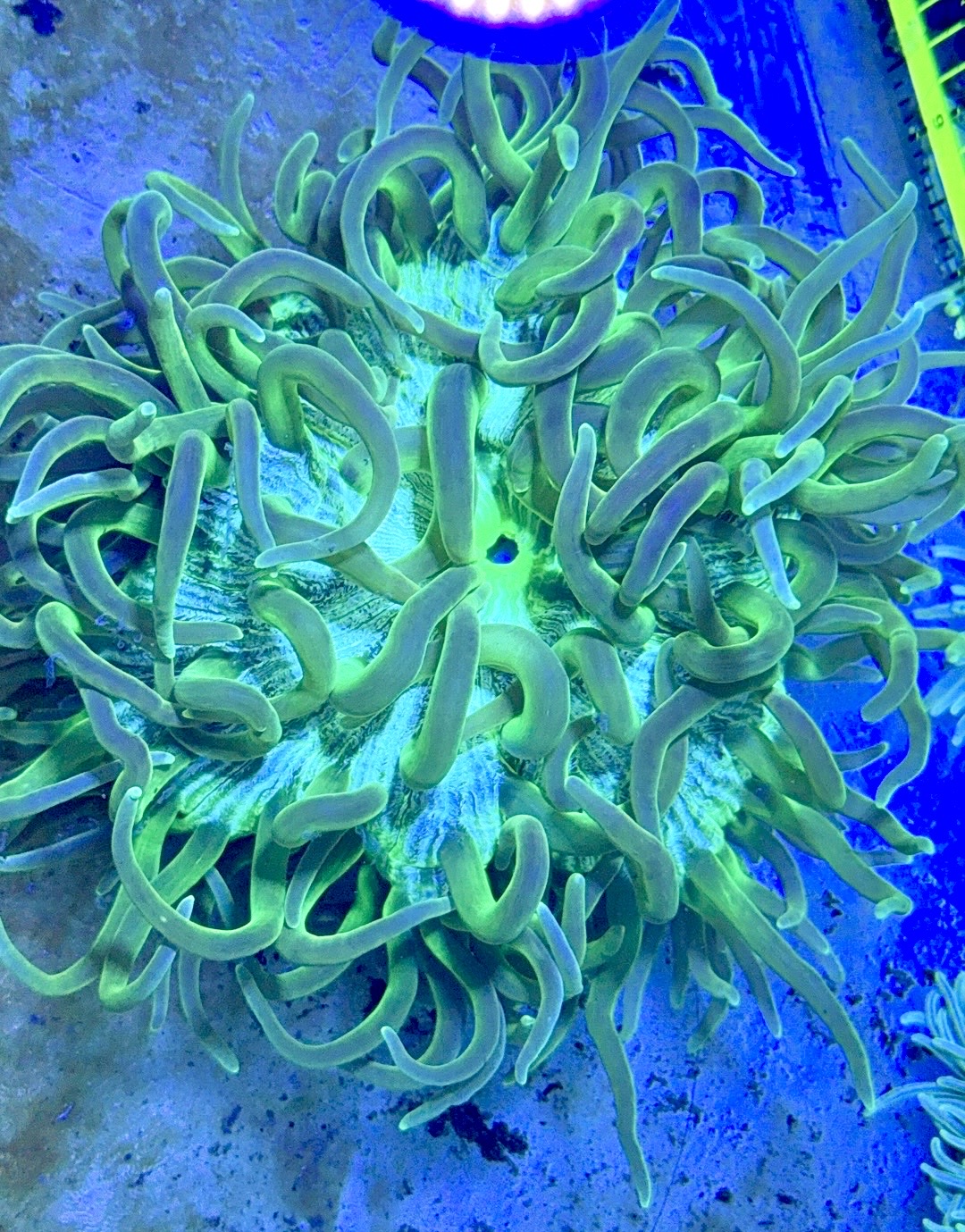 Green Long Tentacle Anemone GLTA122701 WYSIWYG Size XL: 9" to 11"