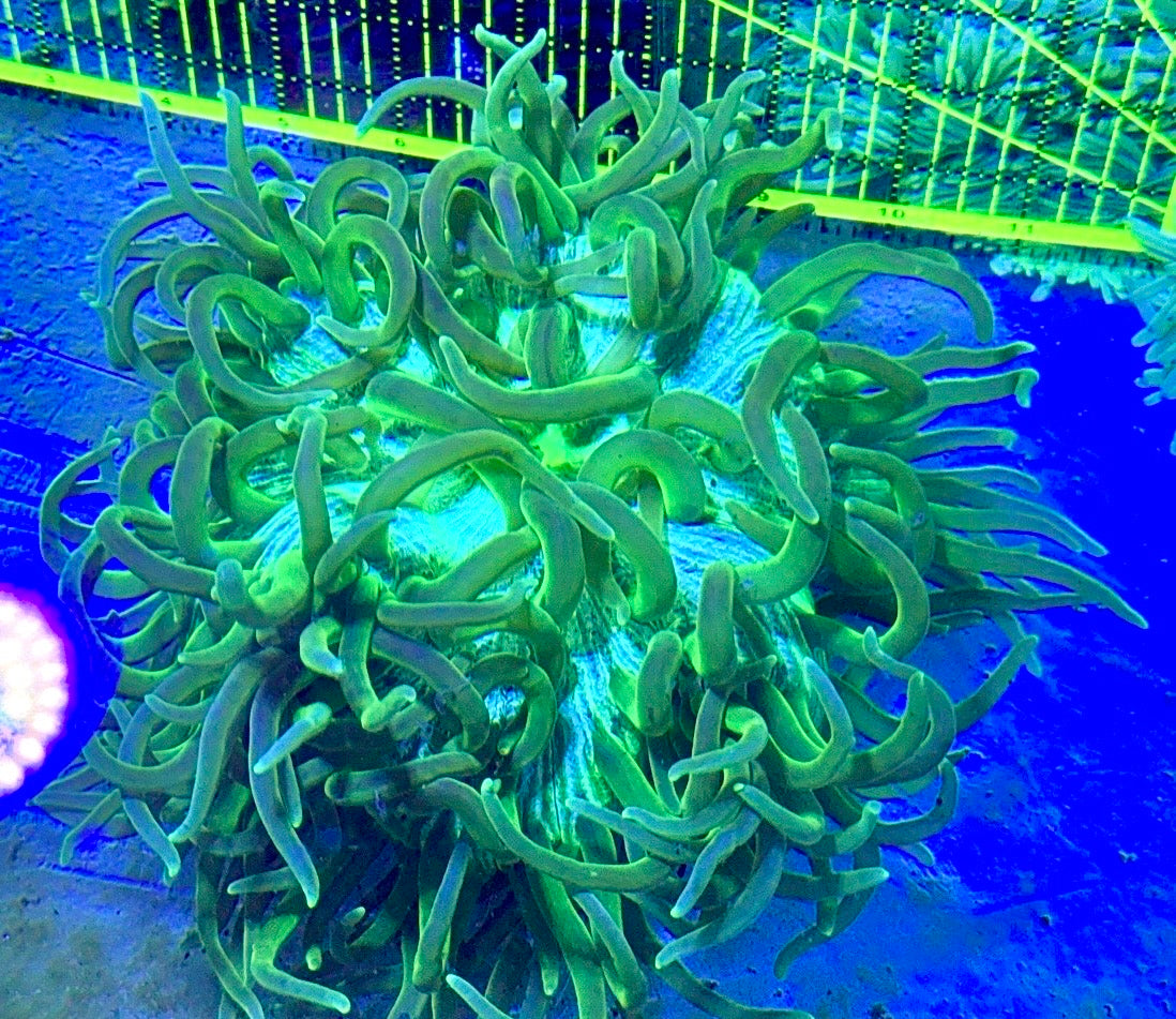 Green Long Tentacle Anemone GLTA122701 WYSIWYG Size XL: 9" to 11"