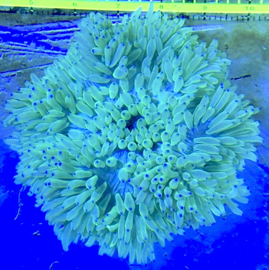 Purple Tip Sebae Anemone PTSA122701 WYSIWYG Size: XXL 6" and Above