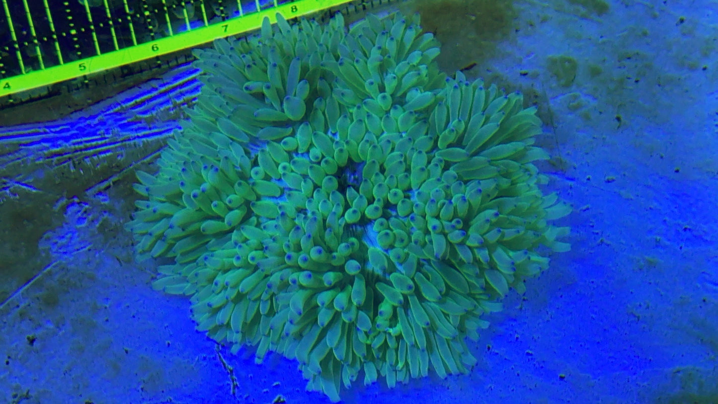 Purple Tip Sebae Anemone PTSA122701 WYSIWYG Size: XXL 6" and Above