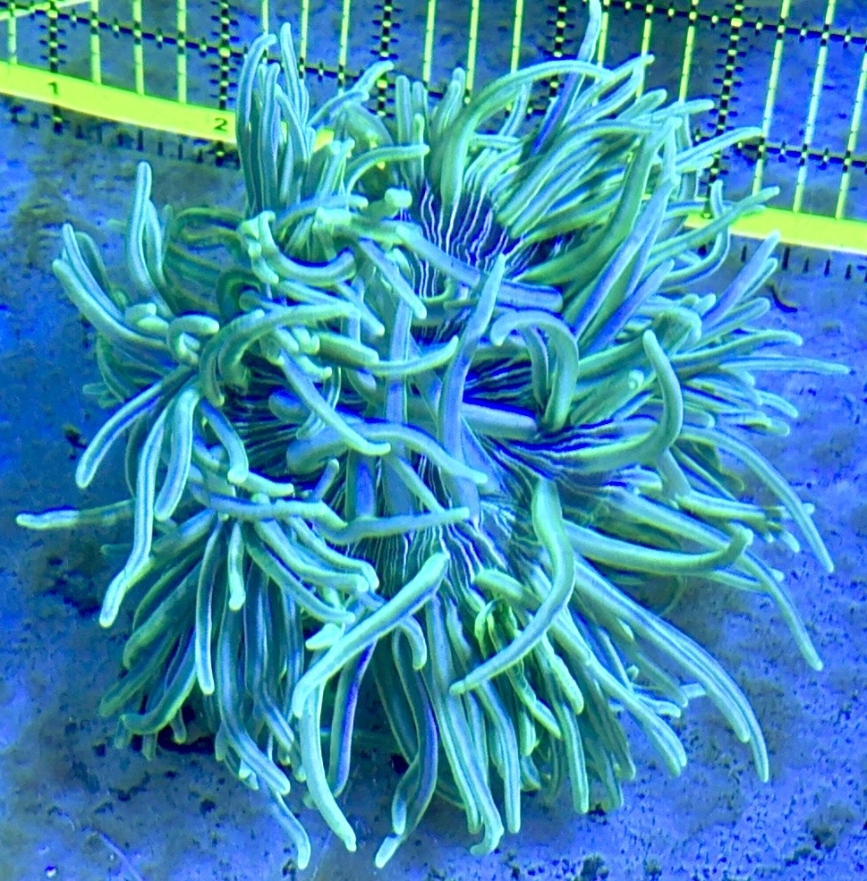 White Peppermint Long Tentacle Anemone WPLT122701 WYSIWYG Size : 4" to 6"