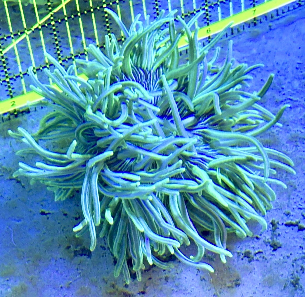 White Peppermint Long Tentacle Anemone WPLT122701 WYSIWYG Size : 4" to 6"