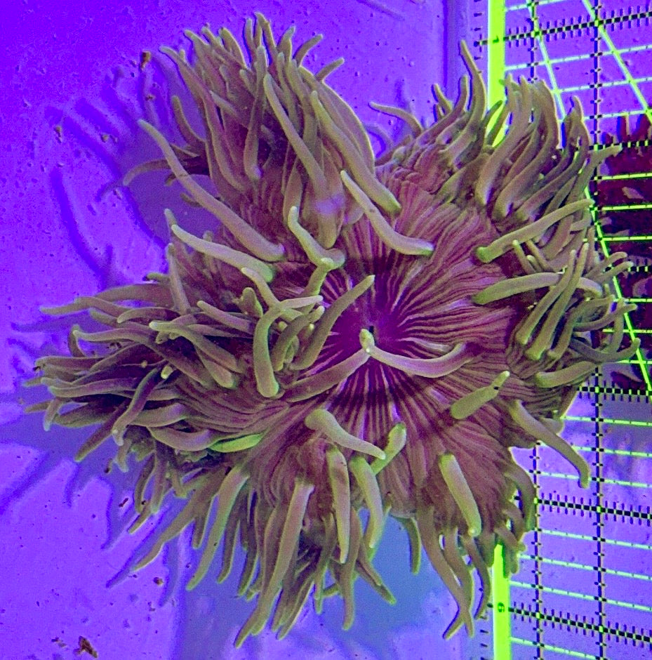 Green Long Tentacle Anemone GLTA122702 WYSIWYG Size XL: 5" to 7"