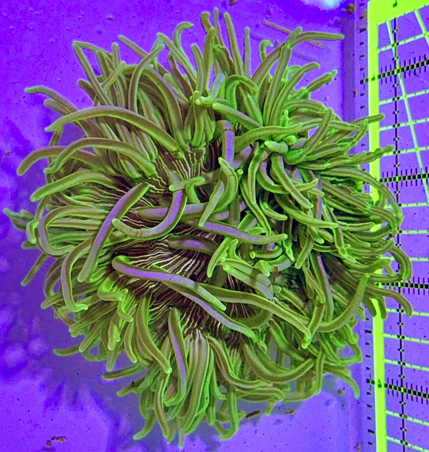 White Peppermint Long Tentacle Anemone WPLT122702 WYSIWYG Size : 4" to 6"