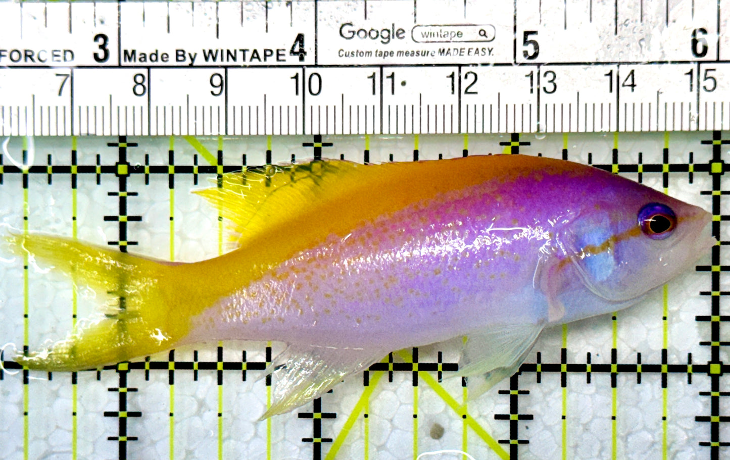 Evan's Anthias EA120101 WYSIWYG Size: XXL 3.75”