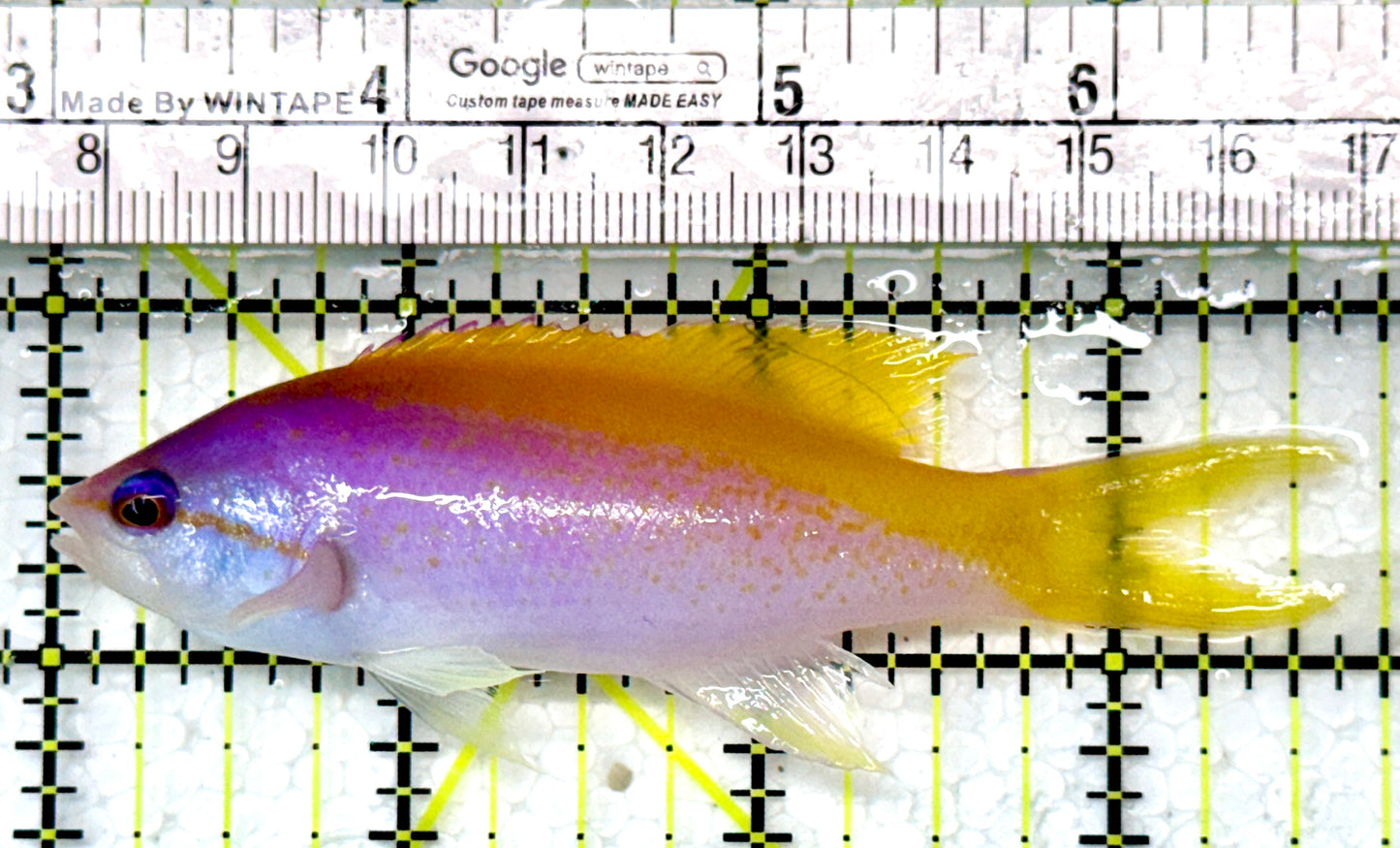 Evan's Anthias EA120101 WYSIWYG Size: XXL 3.75”