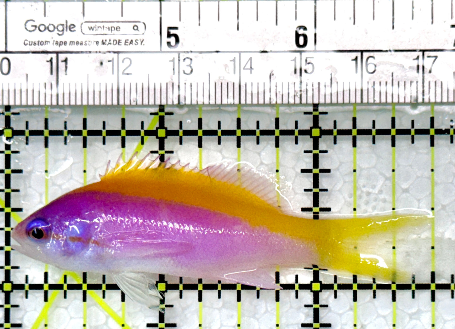 Evan's Anthias EA120102 WYSUWYG Size: L 2.75"