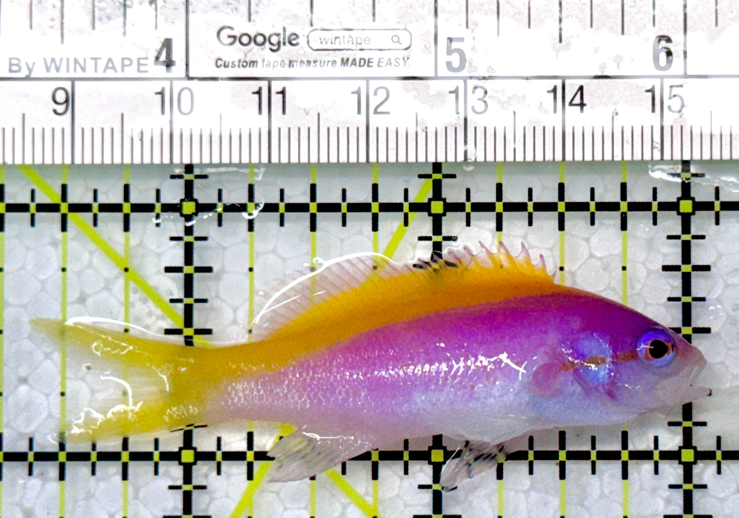 Evan's Anthias EA120102 WYSUWYG Size: L 2.75"