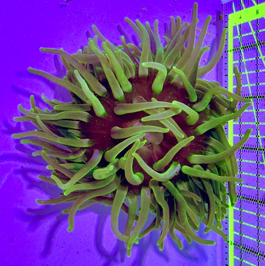 Long Tentacle Anemone LTA122701 WYSIWYG Size ML: 5" to 7 "