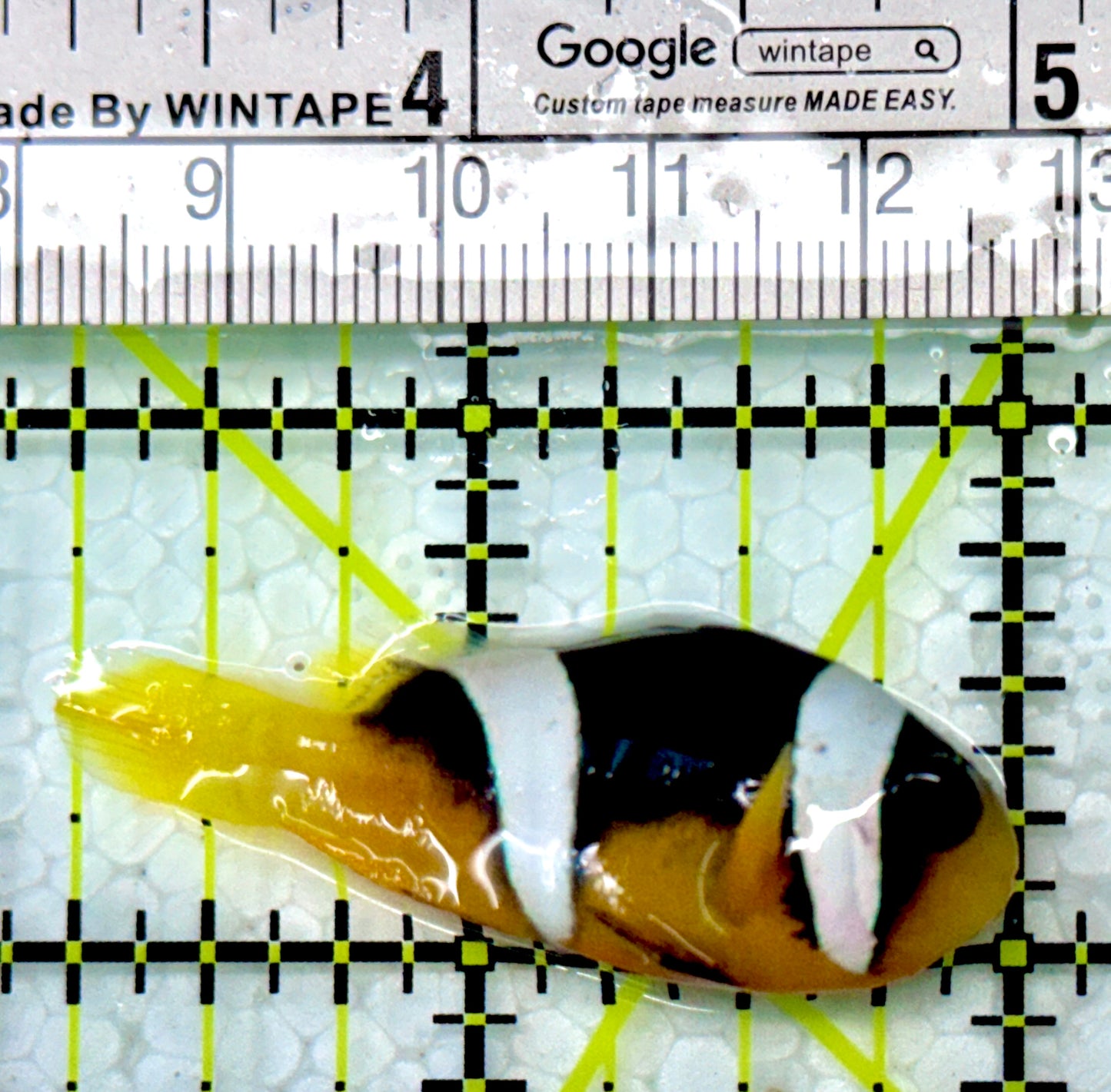 Sebae Clownfish SC120201 WYSIWYG Size: M 1.75"