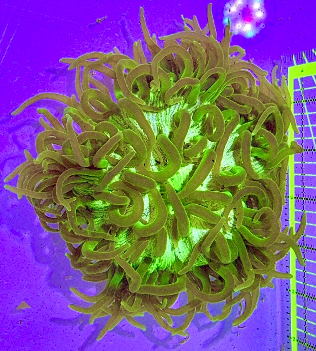 Neon Green Long Tentacle Anemone NGLT122701 WYSIWYG Size L: 7" to 9"