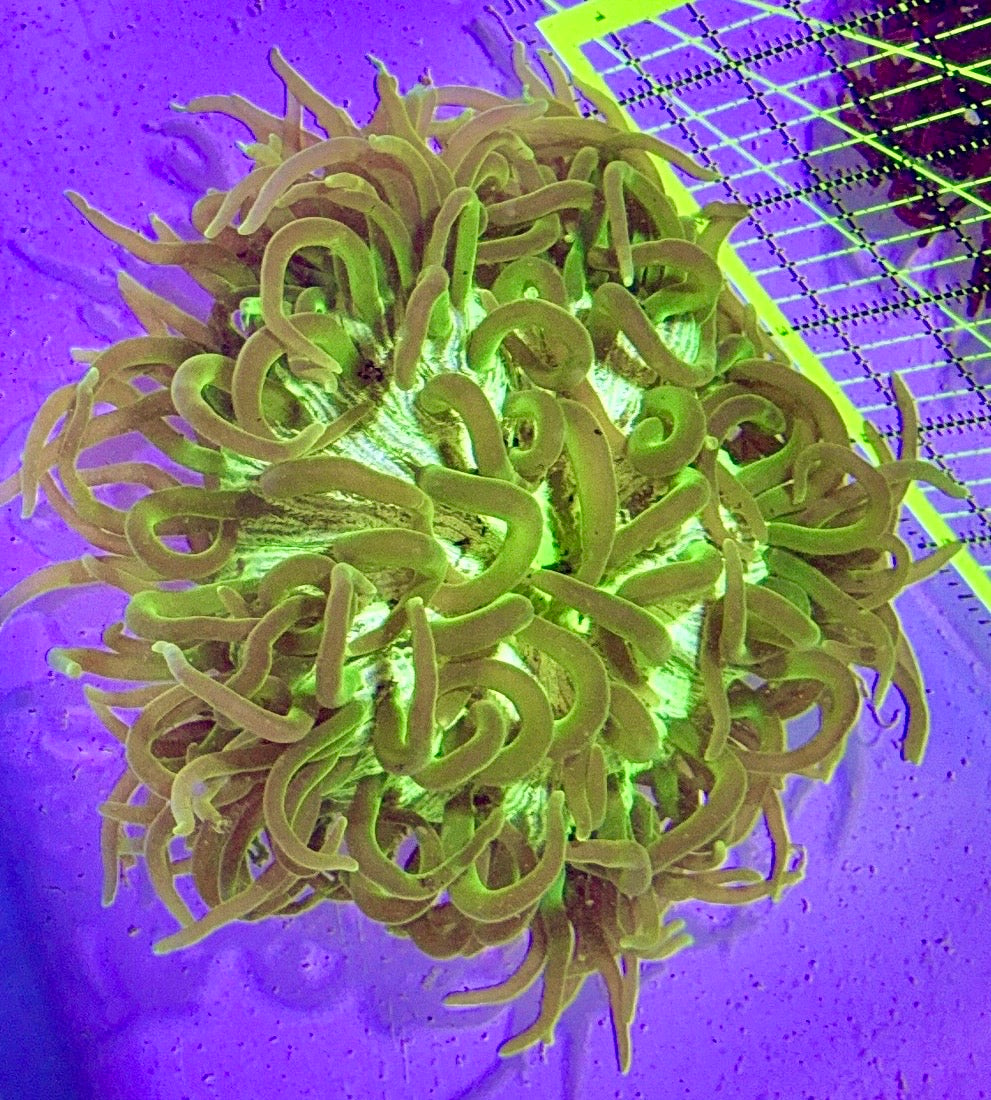 Neon Green Long Tentacle Anemone NGLT122701 WYSIWYG Size L: 7" to 9"