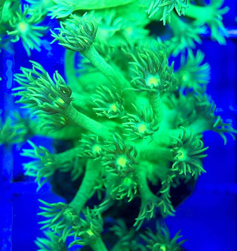 Neon Aussie Goniopora NAG041805 WYSIWYG