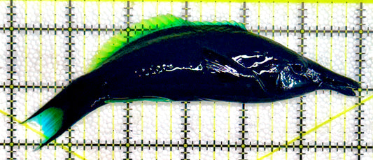 Green Bird Wrasse GBW120101 WYSIWYG Size: L 6"