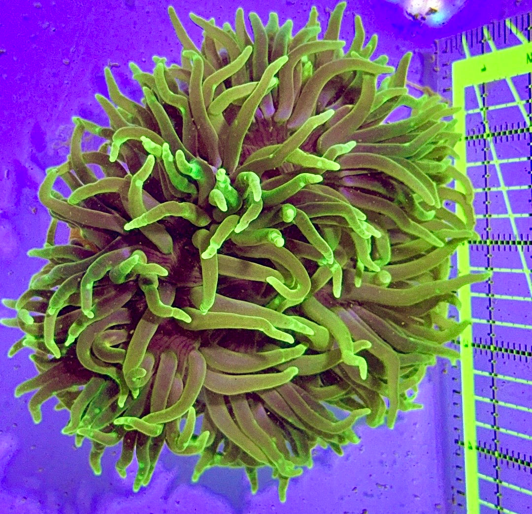Long Tentacle Anemone LTA122702 WYSIWYG Size M: 3" to 5"
