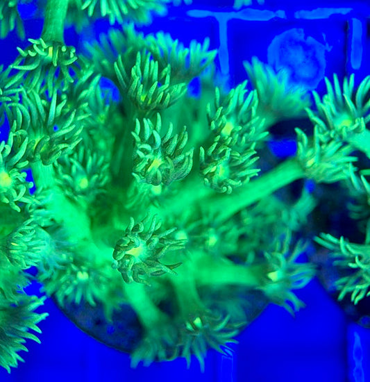 Neon Aussie Goniopora NAG041806 WYSIWYG