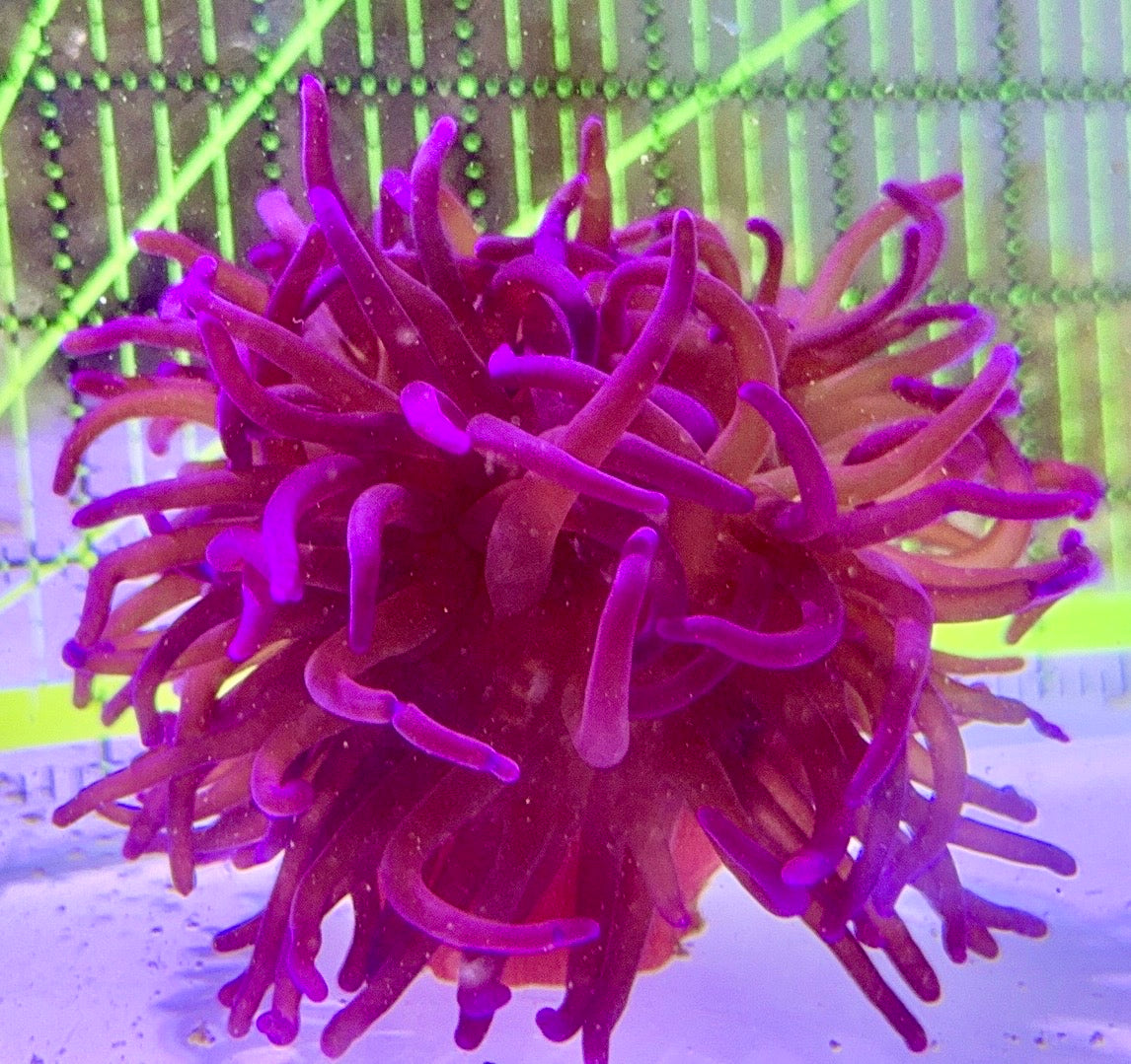 Purple Long Tentacle Anemone PLTA122702 WYSIWYG Size: L 5" to 6"