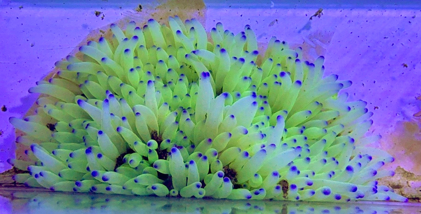 Purple Tip Sebae Anemone PTSA122702 WYSIWYG Size: XXL 6" and Above