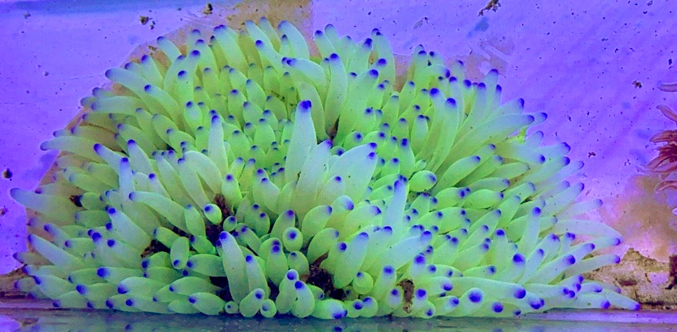 Purple Tip Sebae Anemone PTSA122702 WYSIWYG Size: XXL 6" and Above