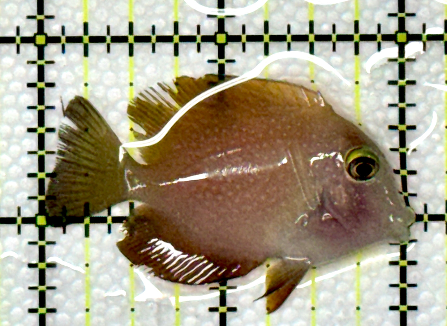 Yellow Eye Kole Tang (Spotted) YEKT120101 WYSIWYG Size: S 2"