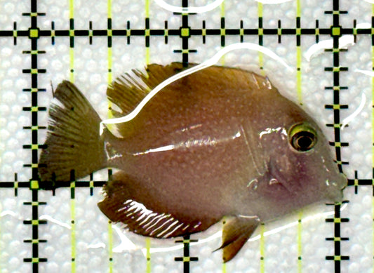 Yellow Eye Kole Tang (Spotted) YEKT120101 WYSIWYG Size: S 2"