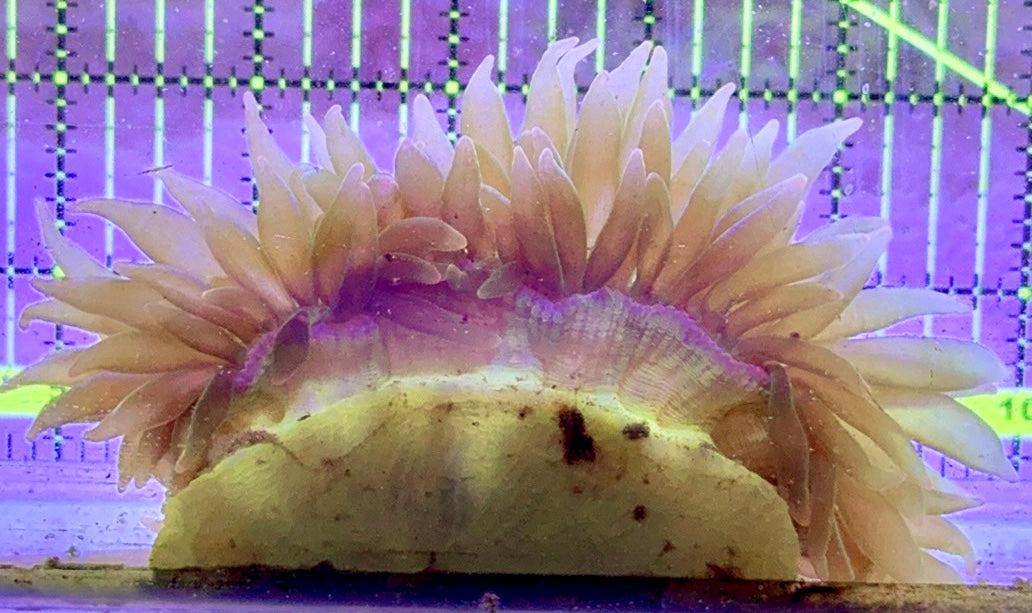 Green Bubble Tip Anemone Orange Base GBTO122701 WYSIWYG Size: XL 5" to 6"