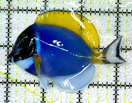 Powder Blue Tang (Maldives) PBT120204 WYSIWYG Size: M 3.25"