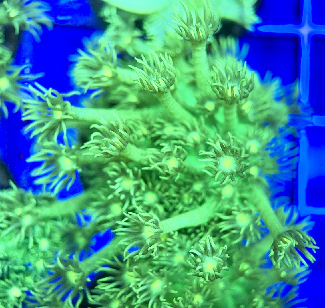 Neon Aussie Goniopora NAG041808 WYSIWYG