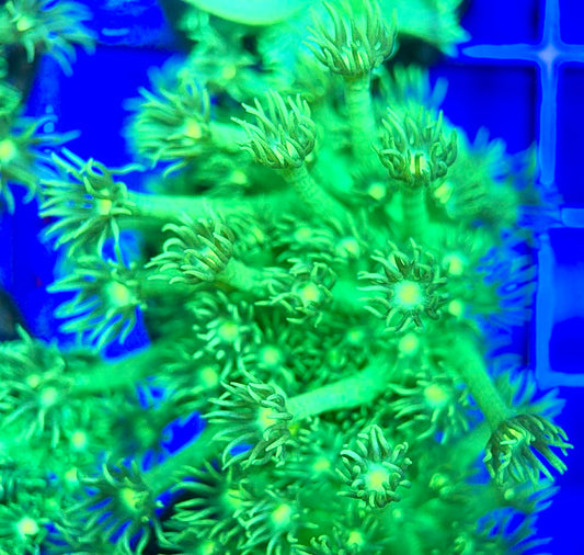 Neon Aussie Goniopora NAG041808 WYSIWYG