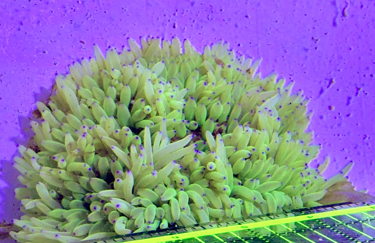 Purple Tip Sebae Anemone PTSA122703 WYSIWYG Size: XXL 6" and Above