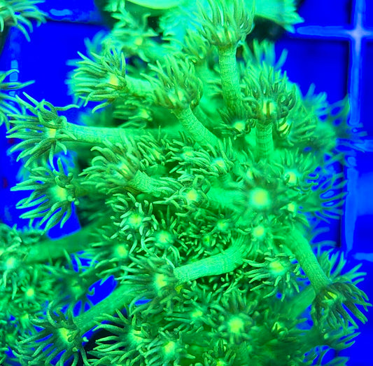 Toxic Aussie Goniopora Colony Size: M 0.75" to 1" Approx - Violet Aquarium 