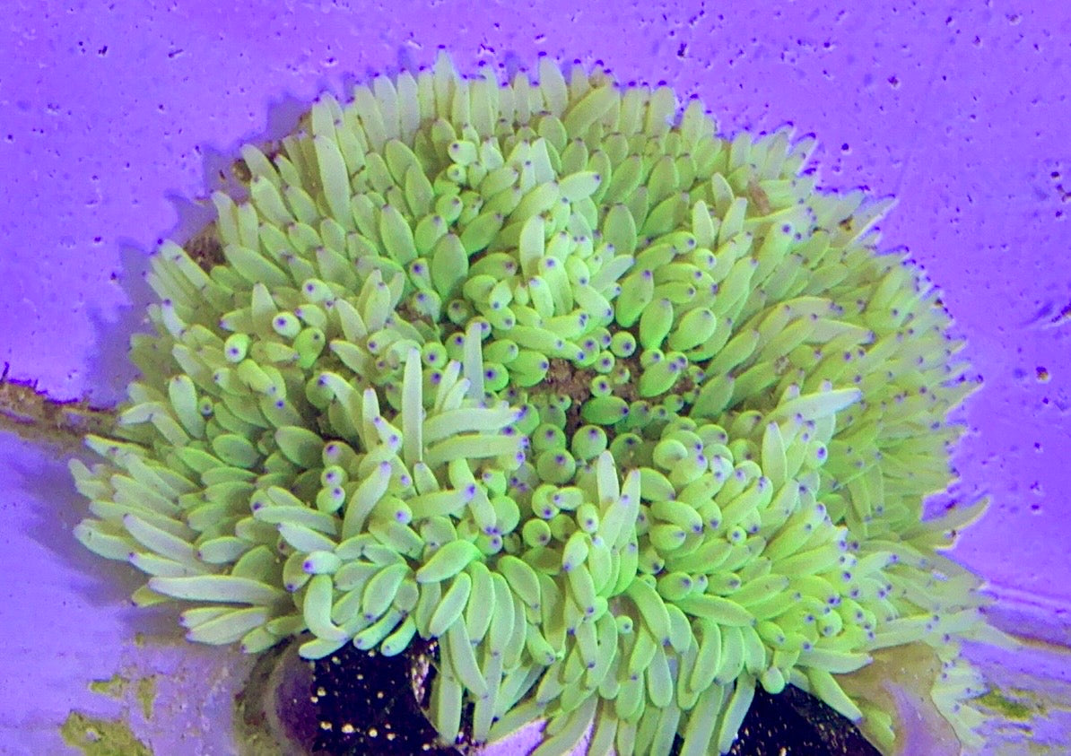 Purple Tip Sebae Anemone PTSA122703 WYSIWYG Size: XXL 6" and Above
