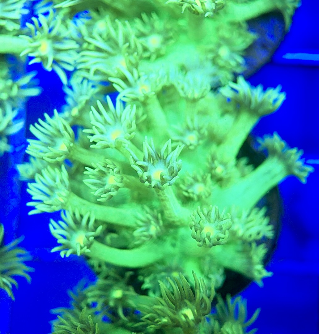 Neon Aussie Goniopora NAG041807 WYSIWYG