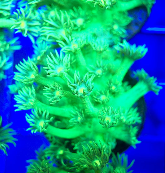 Neon Aussie Goniopora NAG041807 WYSIWYG