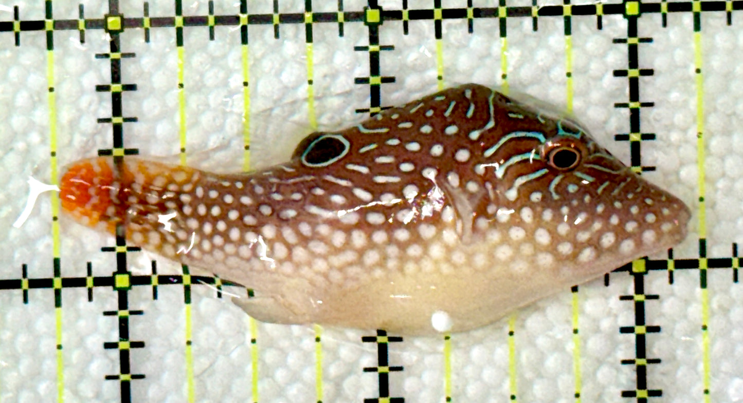 Blue Spot Toby Pufferfish BSTP120201 WYSIWYG Size: M 2.5"