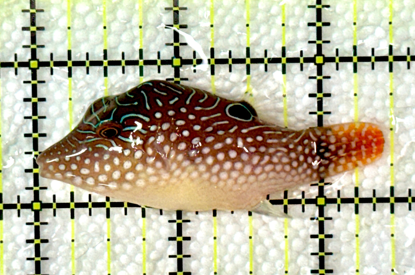 Blue Spot Toby Pufferfish BSTP120201 WYSIWYG Size: M 2.5"