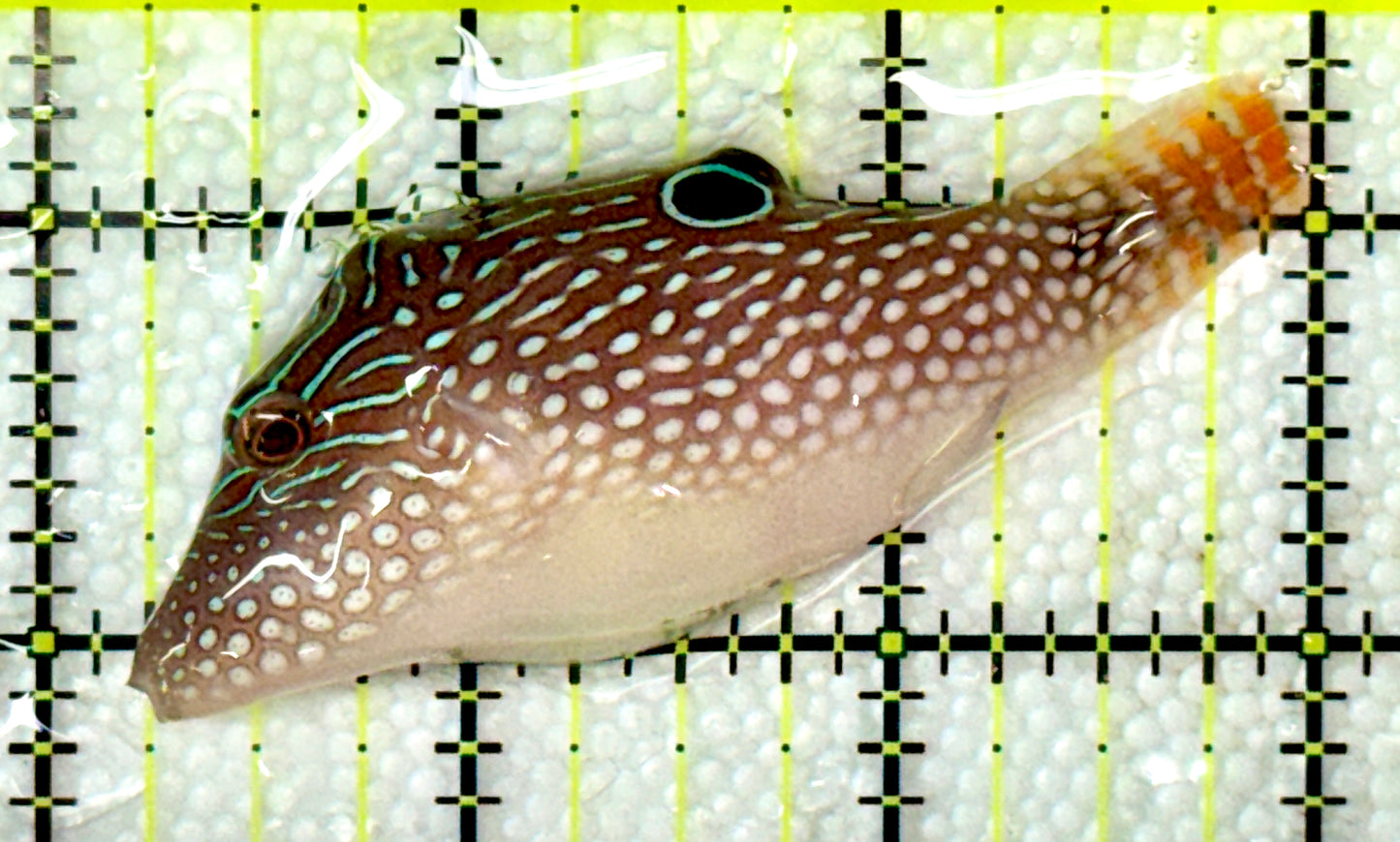 Blue Spot Toby Pufferfish BSTP120202 WYSIWYG Size: L 3"