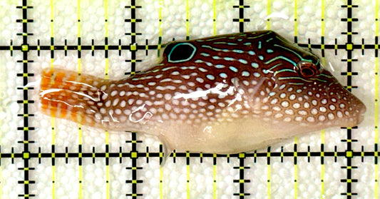 Blue Spot Toby Pufferfish BSTP120202 WYSIWYG Size: L 3"
