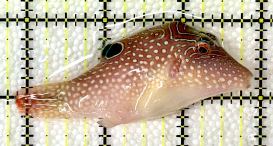 Blue Spot Toby Pufferfish BSTP120203 WYSIWYG Size: L 3"