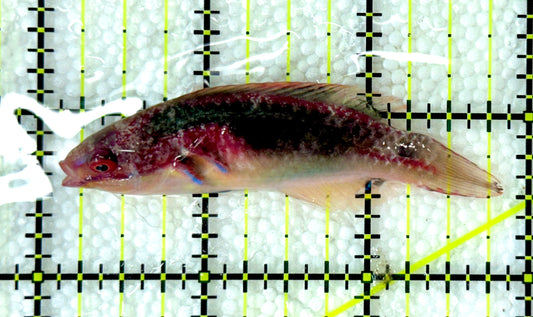 Exquisite Fairy Wrasse (Maldives Special Grade) EFW120201 WYSIWYG Size: M 2.75"