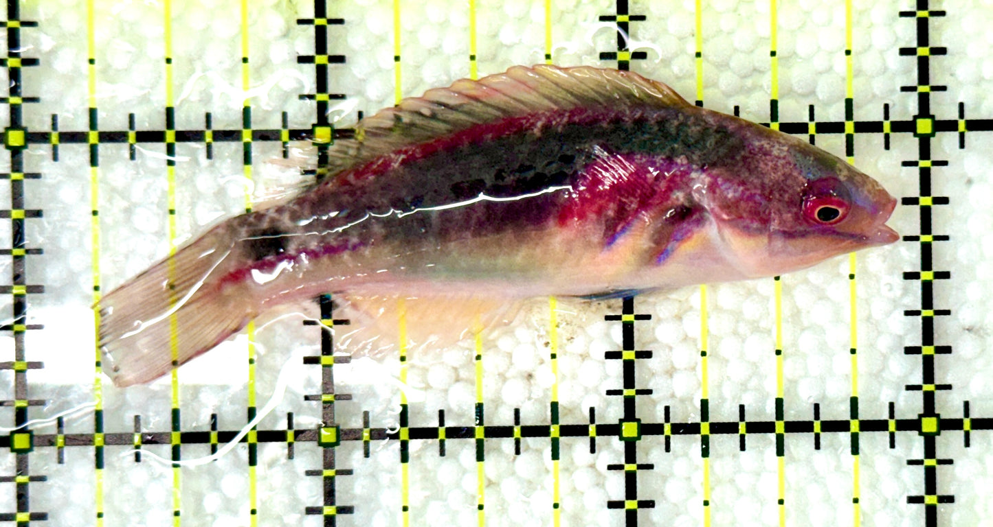 Exquisite Fairy Wrasse (Maldives Special Grade) EFW120201 WYSIWYG Size: M 2.75"