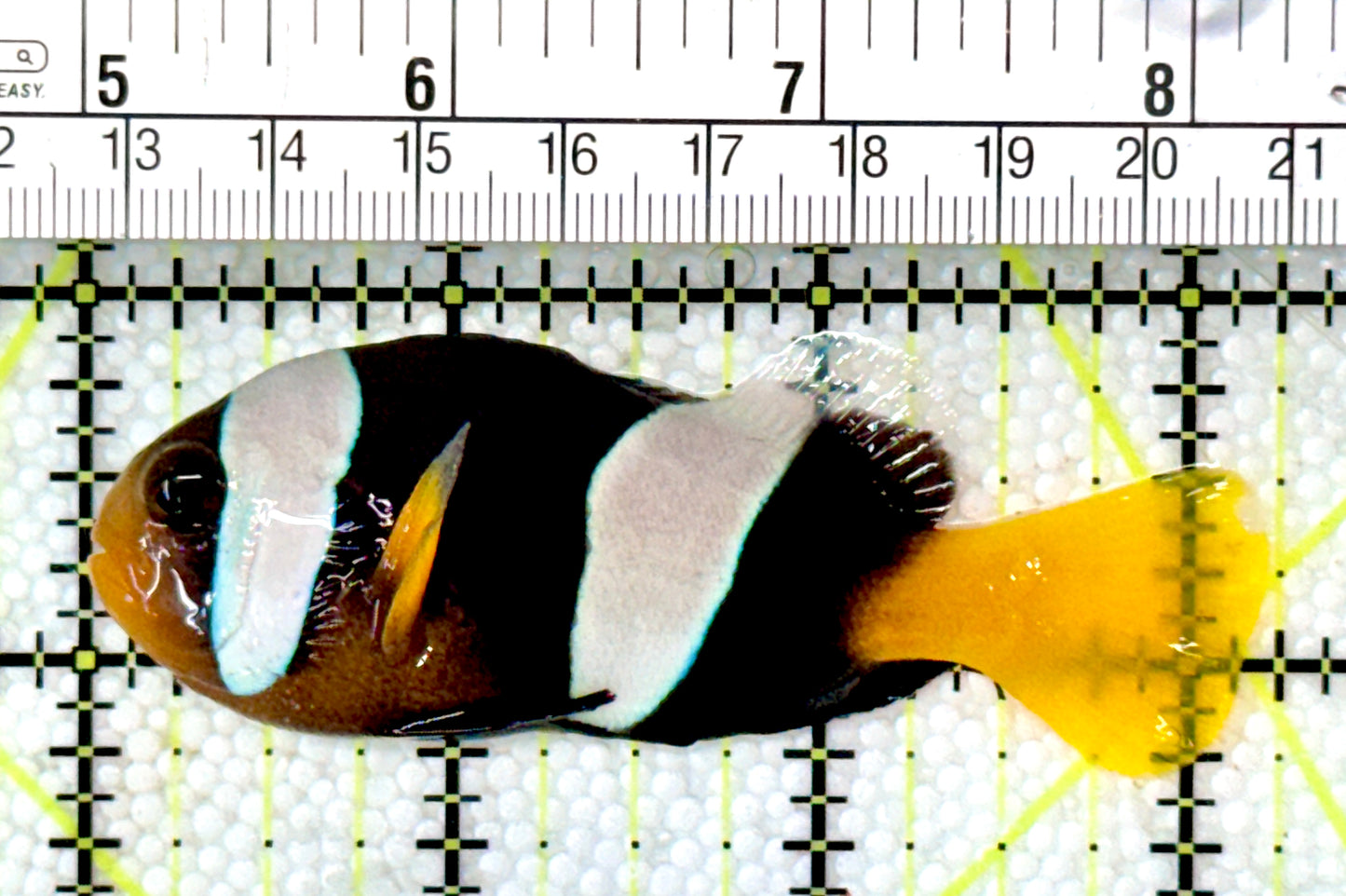 Sebae Clownfish SC120202 WYSIWYG Size: XL 3.25"