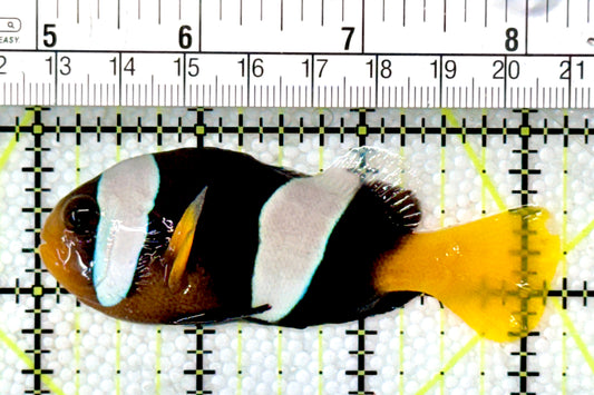 Sebae Clownfish SC120202 WYSIWYG Size: XL 3.25"