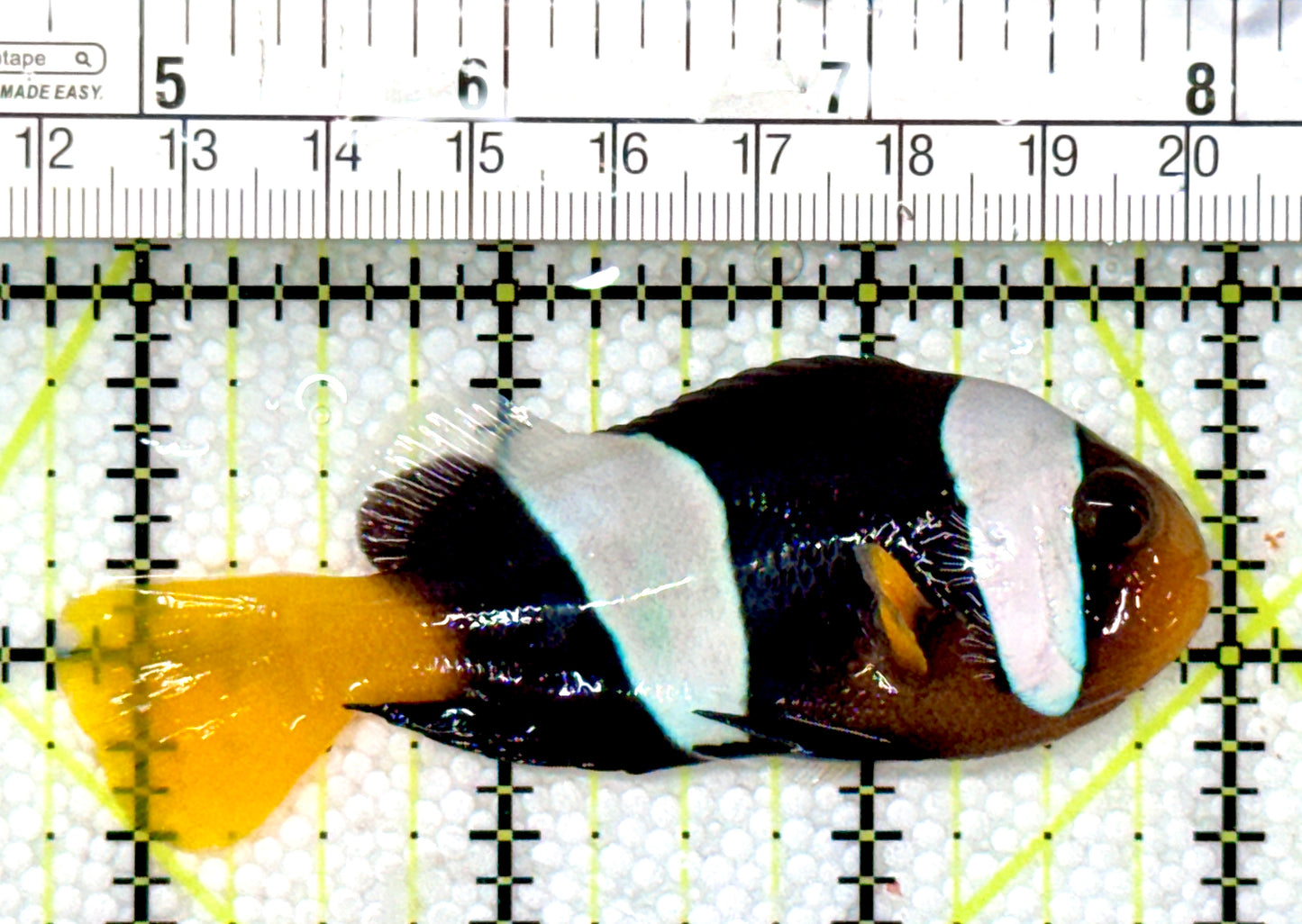 Sebae Clownfish SC120202 WYSIWYG Size: XL 3.25"