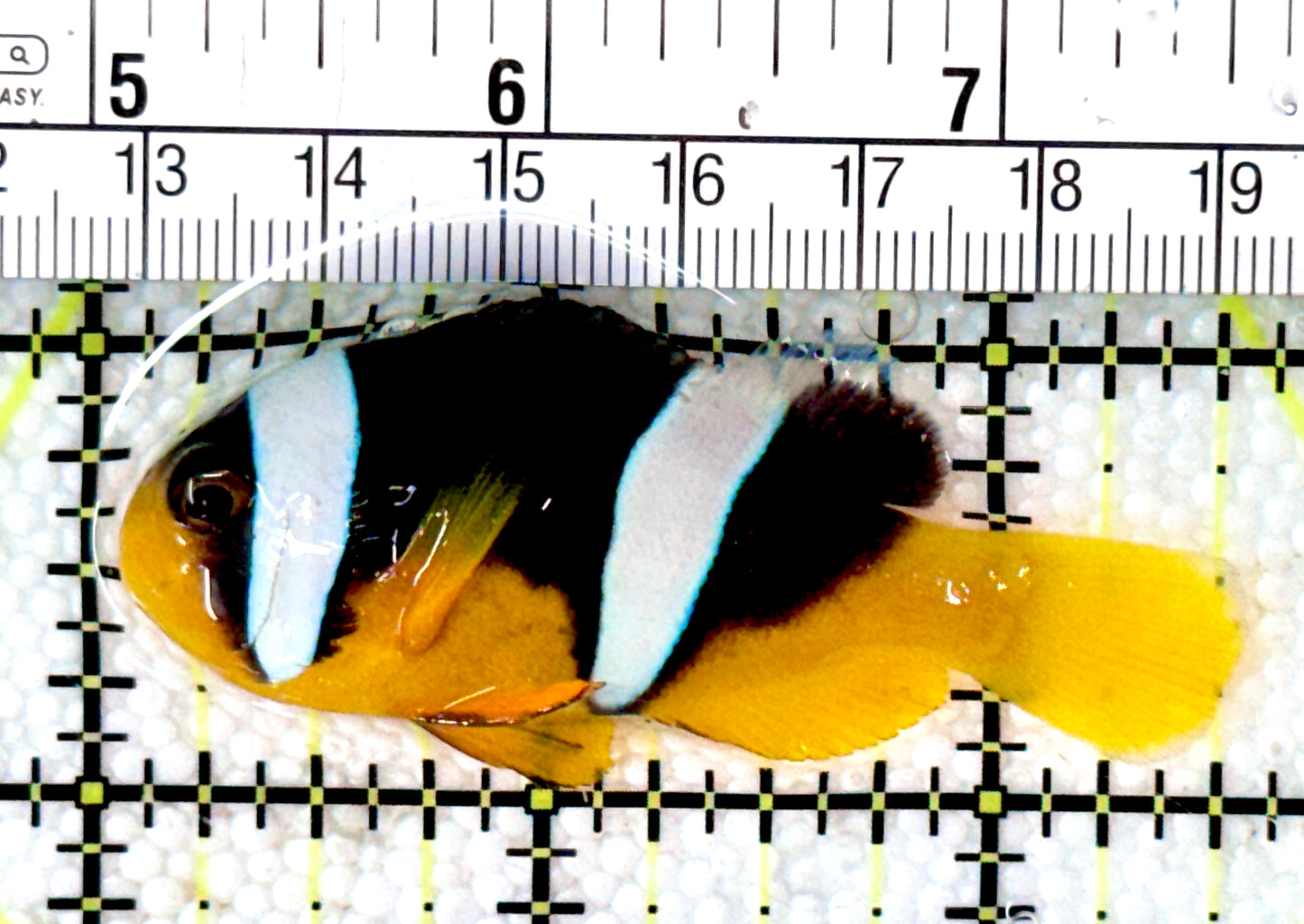 Sebae Clownfish SC120203 WYSIWYG Size: M 2.5"