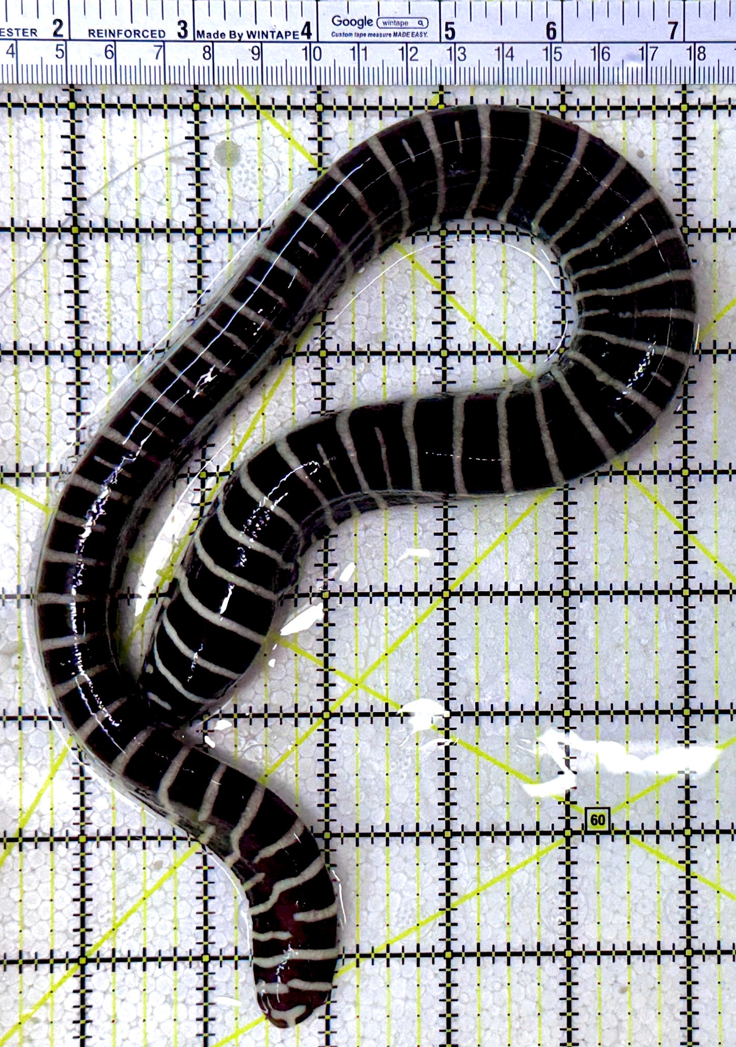 Zebra Moray Eel ZME122901 WYSIWYG Size: L 18" (Somewhat Thick in Diameter)