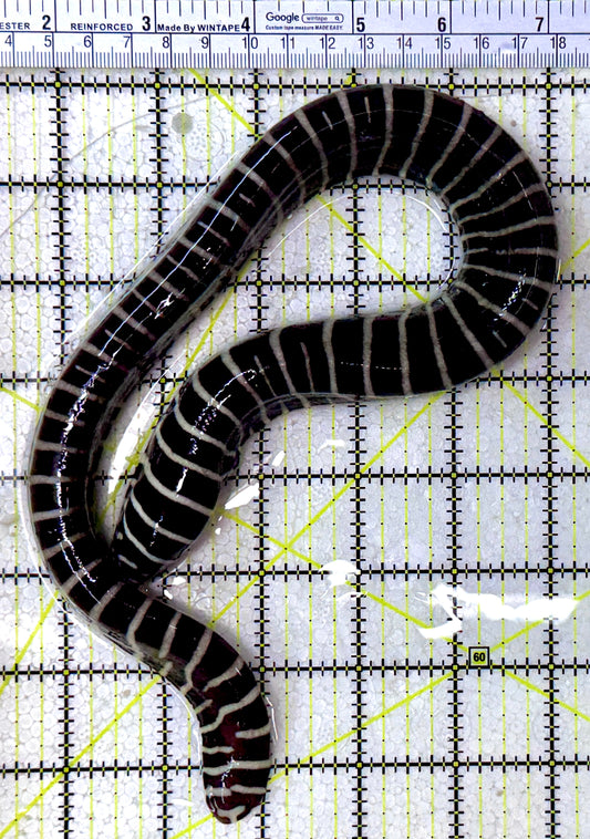 Zebra Moray Eel ZME122901 WYSIWYG Size: L 18" (Somewhat Thick in Diameter)